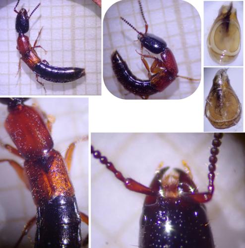 Xantholinus elegans